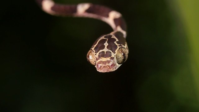 Common blunt-headed tree snake (Imantodes cenchoa)