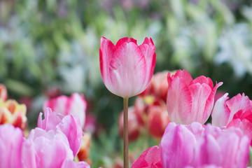 Tulip flowers in the garden