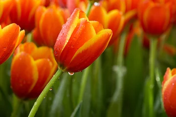Crédence de cuisine en verre imprimé Tulipe Tulip flowers in the garden