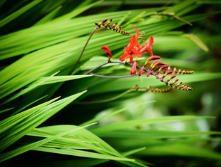 Crocosmia Lucifer flowers