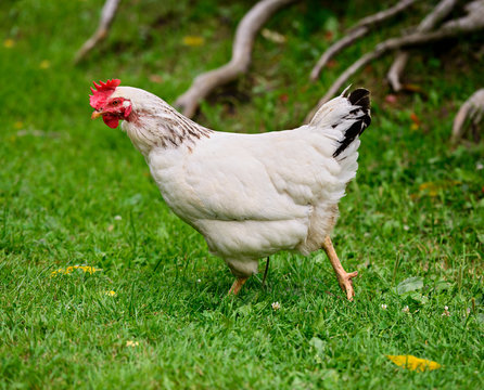 Chicken Strutting on a Farm