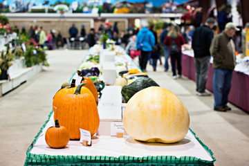 Vegetables in an Agricultural Fall Fair Competition - 78136471