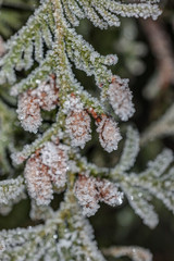winter thuja