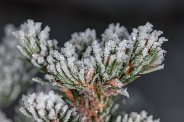 hoarfrost closeup