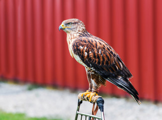 Perched Red-Tailed Hawk