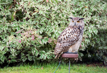 Great Horned Owl