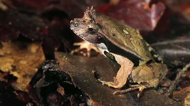 Perez's Snouted Frog (Edalorhina perezi)