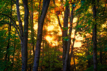 Fototapeta premium Autumn Sunrise Glow Through Trees in a Forest