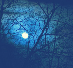 Full Moon Behind Tree Branches In a Dark Forest at Night