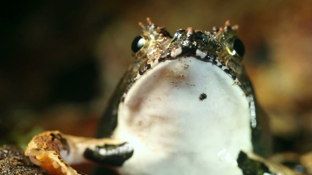Perez's Snouted Frog (Edalorhina perezi)