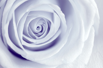 Infrared Rose - Petal Swirls Close Up
