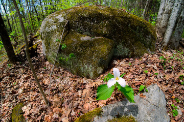 Lone Trillium perspective