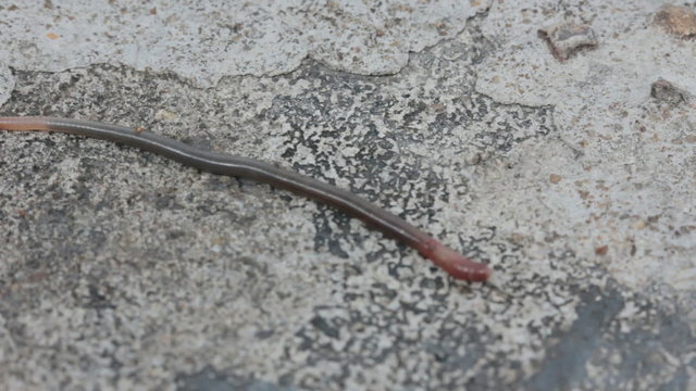 Earthworms on concrete ground