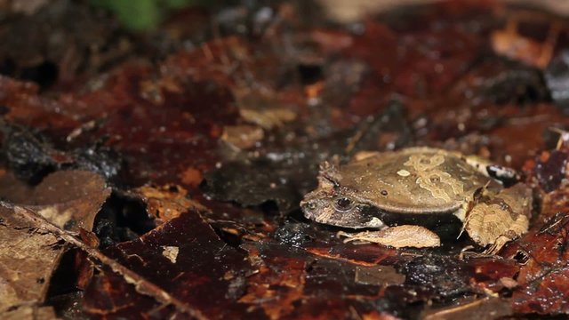 Perez's Snouted Frog (Edalorhina perezi) threatened by snake