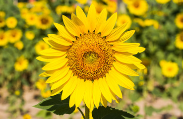 Sunflower