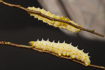 Caterpillar of eri silk moth