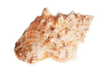 Sea shell