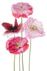 Fototapeta premium poppy
