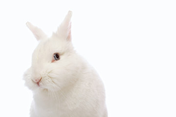 rabbit on white background