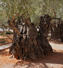 One olive trees in  Gethsemane