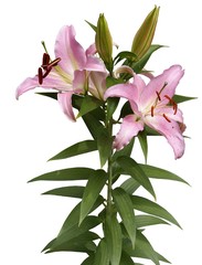 pink lily isolated