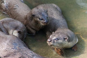 Obraz premium выдры