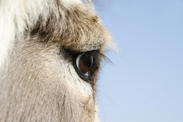 Auge eines Esels