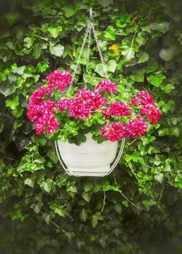 hanging geraniums in pot on background of green ivy