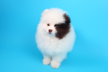 Spitz puppy