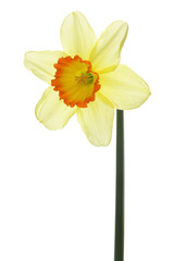 Fototapeta premium Narcissus isolated on white background