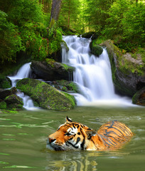 Naklejka premium Tygrys syberyjski w wodzie