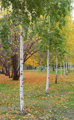 Autumn park
