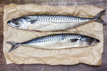 Mackerel