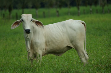vache