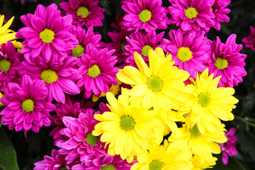 purple and yellow Chrysanthemum flower