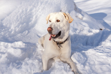 Perro Labrador Retriever sentado en la nieve.