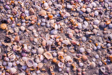 Shells on the beach