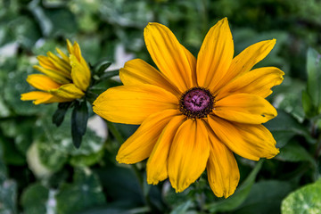 Fleur de Rudbeckia