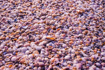 Shells on the beach