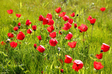 low angle photo of red poppies against sky with light burst.  
