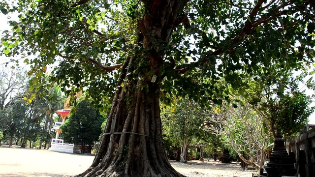 Wind with Ficus religiosa Tree in Wat Pho Sri Sa-at