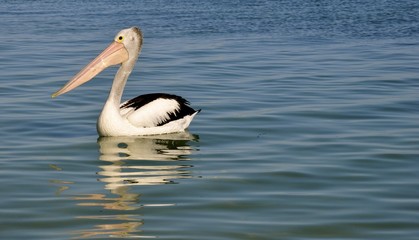 Pelican