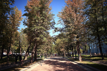 Fototapeta premium autumn landscape in the city park