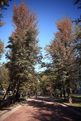 autumn landscape in the city park