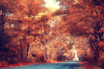 Fototapeta na wymiar golden autumn landscape Indian summer