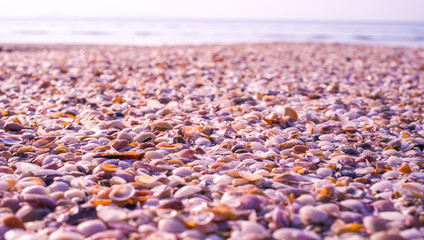 Shells on the beach