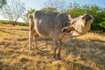 Cow on yellow meadow eating hay