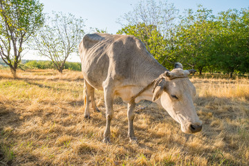 Cow on yellow meadow eating hay