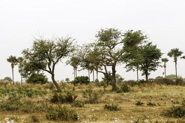 Paysage, Arbre, Sénégal, Sah&eacute;lin