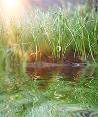 green grass with dew summer background